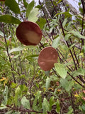 Aros círculo cobre