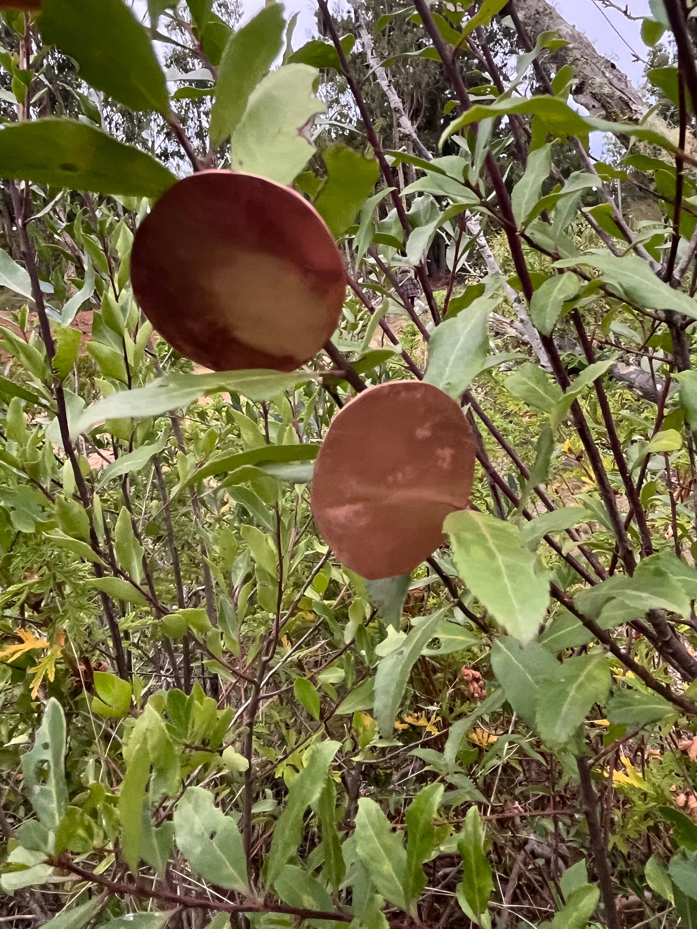 Aros círculo cobre