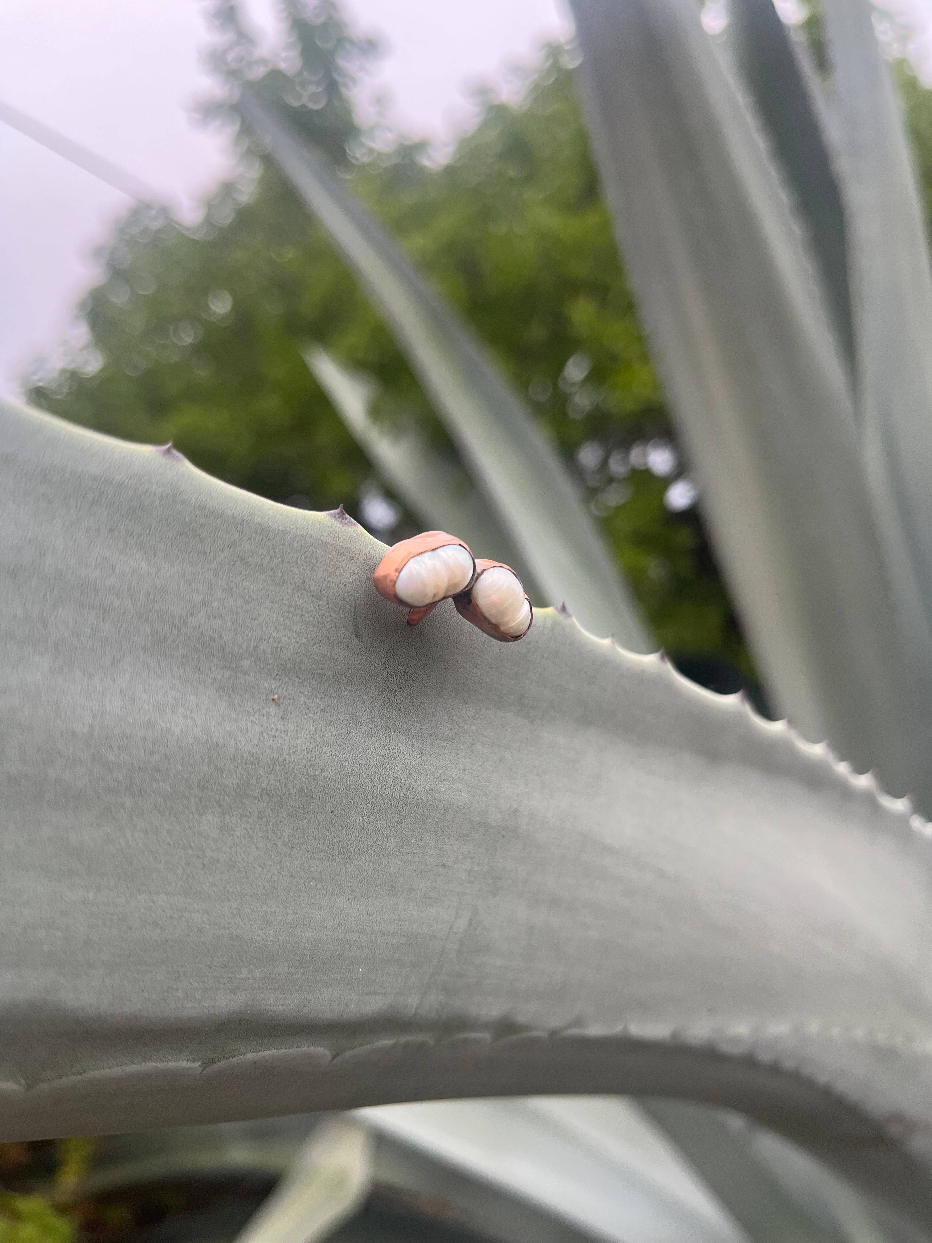 Ear cuff perla